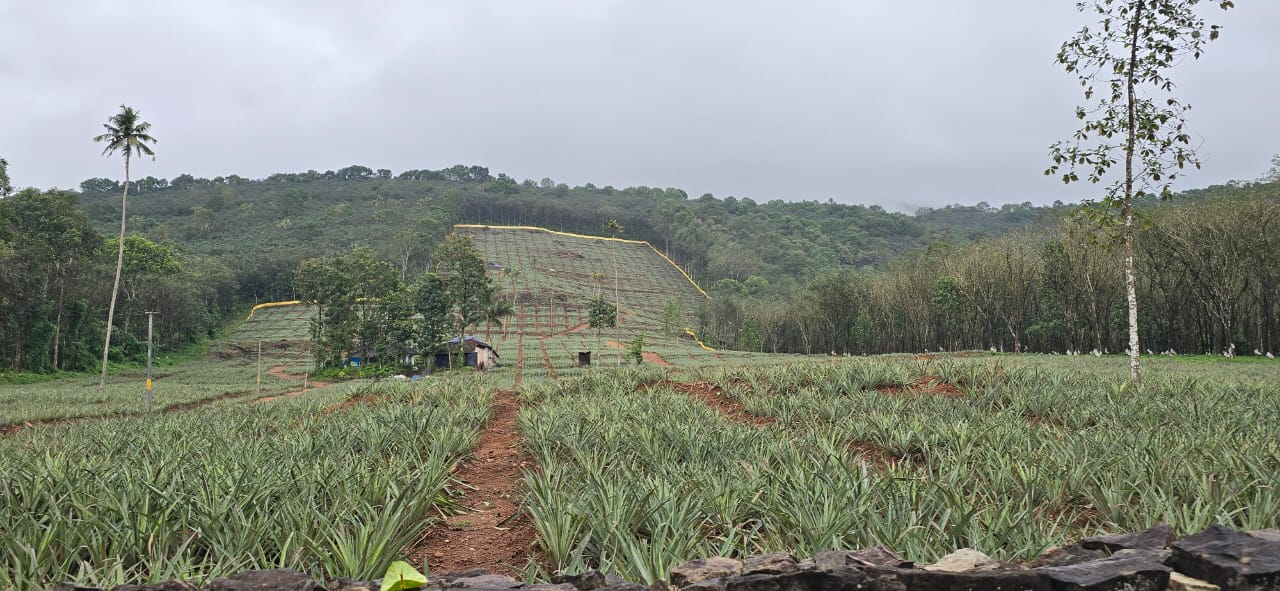 Pineapple field