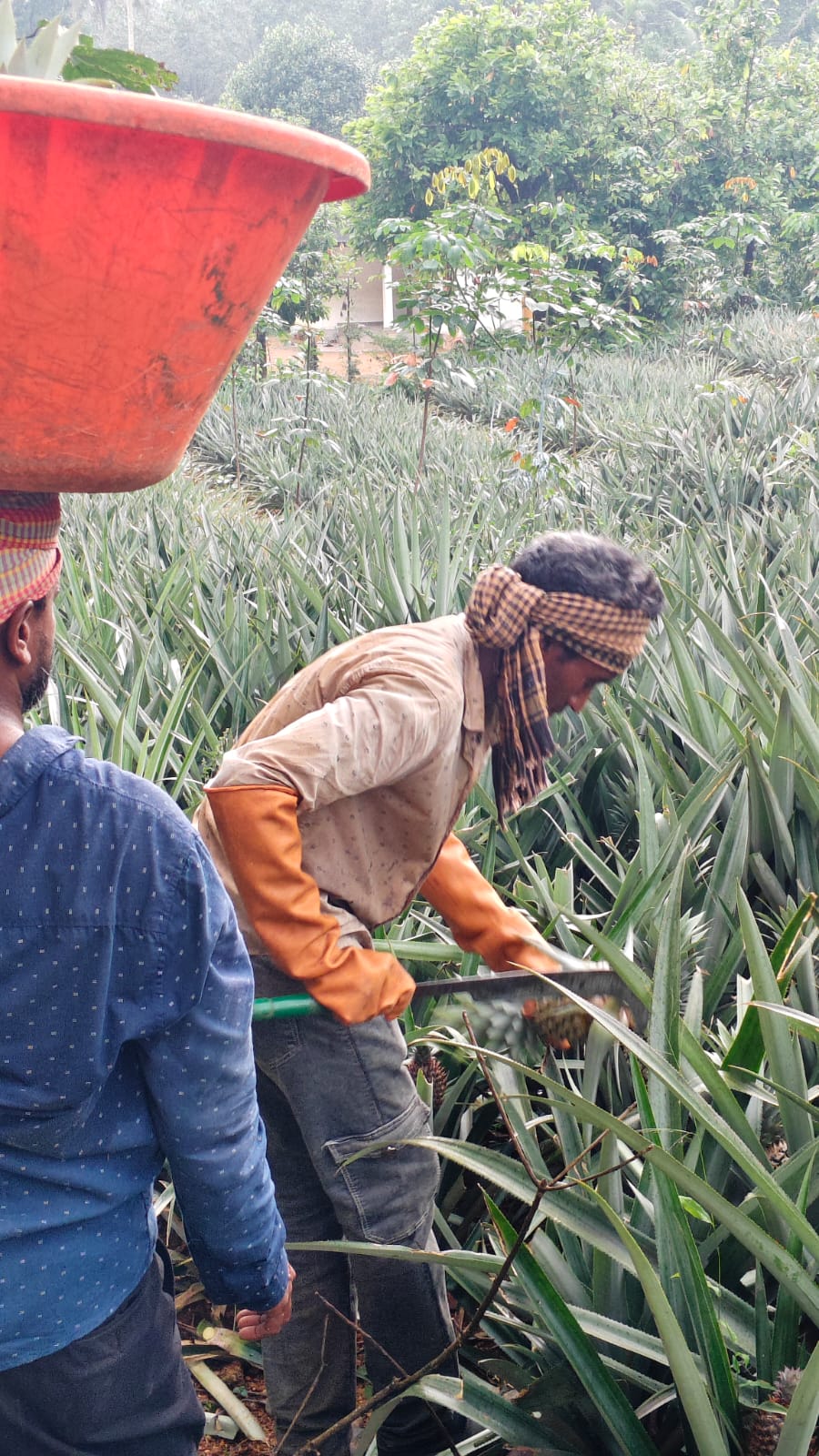 Harvesting pineapples